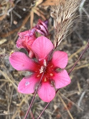 Tritonia squalida