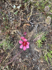 Tritonia squalida