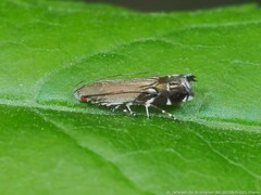 Anacampsis levipedella
