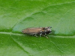 Anacampsis levipedella
