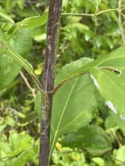 Helianthus resinosus