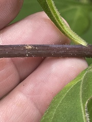 Helianthus resinosus