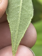 Helianthus resinosus