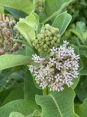 Asclepias syriaca