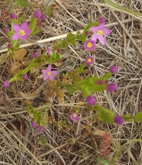 Zeltnera muehlenbergii