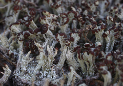 Cladonia cariosa