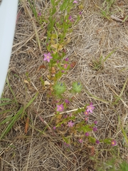 Zeltnera muehlenbergii