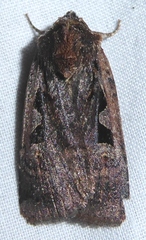 Parabagrotis exsertistigma