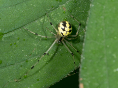 Phylloneta pictipes