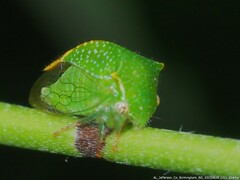 Stictocephala militaris