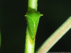 Stictocephala militaris