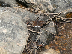 Erynnis pacuvius