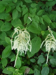 Astilbe thunbergii