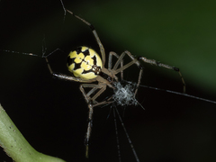 Phylloneta pictipes