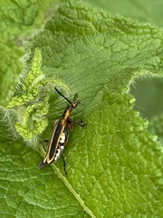 Chauliognathus marginatus