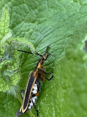 Chauliognathus marginatus