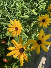Rudbeckia