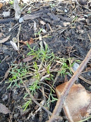 Lepidium pseudotasmanicum
