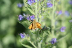 Ochlodes sylvanus