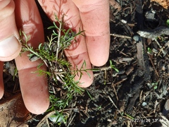 Lepidium pseudotasmanicum