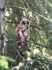 Strix occidentalis occidentalis