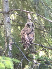 Strix occidentalis occidentalis