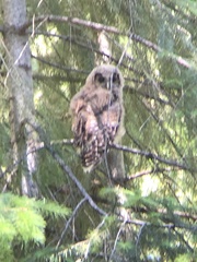 Strix occidentalis occidentalis