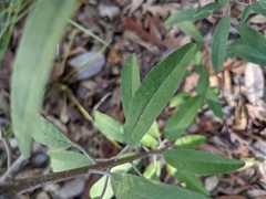 Croton argyranthemus
