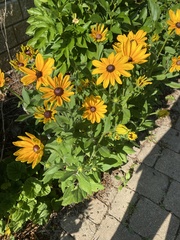 Rudbeckia