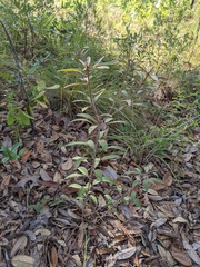 Croton argyranthemus