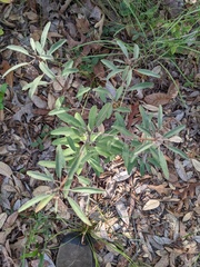 Croton argyranthemus