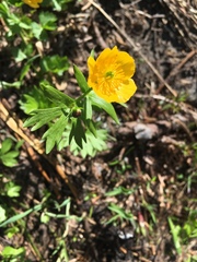 Ranunculus suksdorfii
