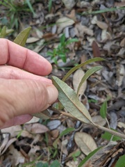 Croton argyranthemus