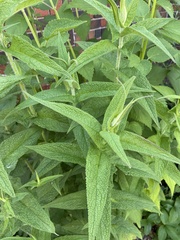 Eupatorium perfoliatum