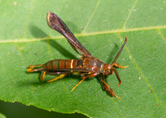 Vitacea polistiformis