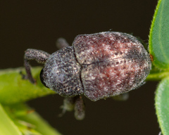 Chalcodermus collaris