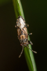 Phlegyas abbreviatus
