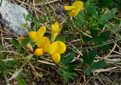 Lotus alpinus
