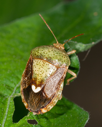 Edessa bifida (Say, 1832)