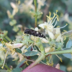 Acmaeodera prorsa