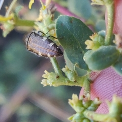 Acmaeodera prorsa