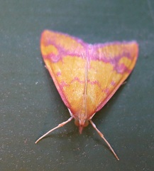 Pyrausta perrubralis