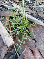 Lepidium pseudotasmanicum