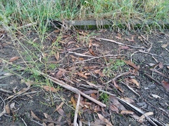 Lepidium pseudotasmanicum