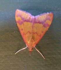 Pyrausta perrubralis