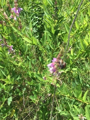 Desmodium illinoense