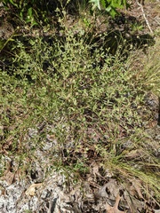 Baptisia lecontei