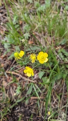 Ranunculus propinquus