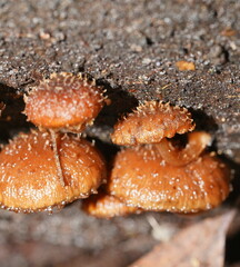 Psathyrella echinata