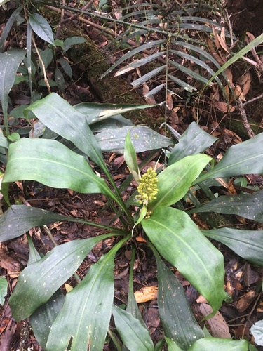 Hanguana major
